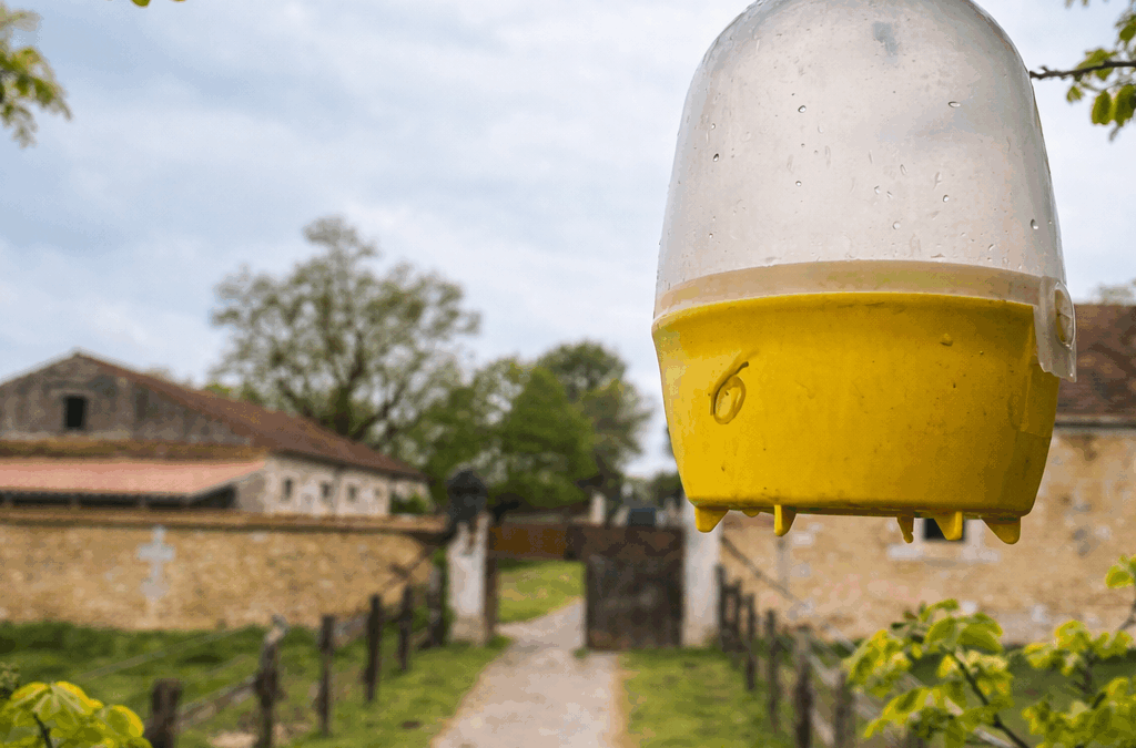 Piégeage des frelons et guêpes en Charente-Maritime : solution préventive professionnelle contre les frelons asiatiques