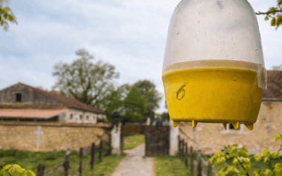 Piégeage des frelons et guêpes en Charente-Maritime : solution préventive professionnelle contre les frelons asiatiques