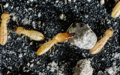Le termite sous le microscope : anatomie complète d’un architecte invisible